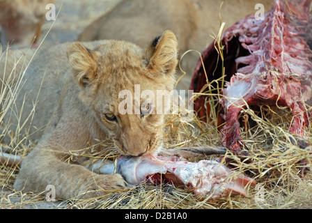Cub mange du gibier dans la tromperie Valley situé dans le Kalahari, Botswana Banque D'Images