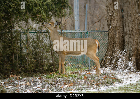 Le cerf blanc manger la haie de cèdres dans l'arrière-cour d'un Toronto home Banque D'Images