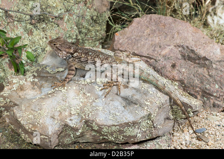 Lézard épineux Clark Sceloporus clarkii Tucson, comté de Pima, Arizona, United States 9 Octobre des profils Phrynosomatidae Banque D'Images