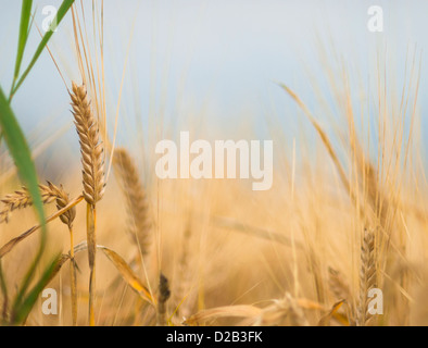 Gros plan coloré de l'oreille sur l'orge mûr couvert journée d'automne. Banque D'Images