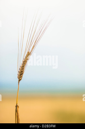 Gros plan coloré de l'oreille sur l'orge mûr couvert journée d'automne. Banque D'Images