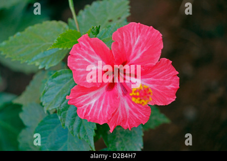 Hibiscus rosa-sinensis, rose, rose de Chine hibiscus chinois Banque D'Images