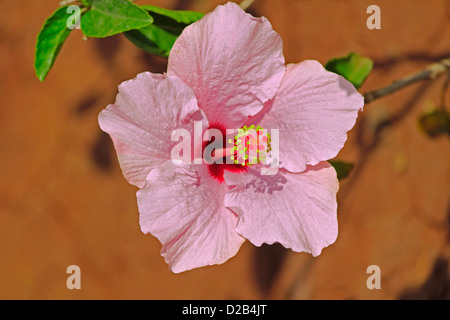 Hibiscus rosa-sinensis, rose clair, rose de Chine hibiscus chinois Banque D'Images