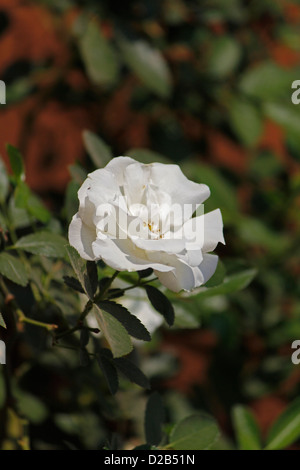 Rosa Summer Snow, neige d'été, White Rose, Pune, Maharashtra, Inde Banque D'Images