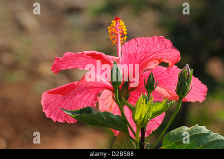 Hibiscus rosa-sinensis, rose, rose de Chine hibiscus chinois Banque D'Images