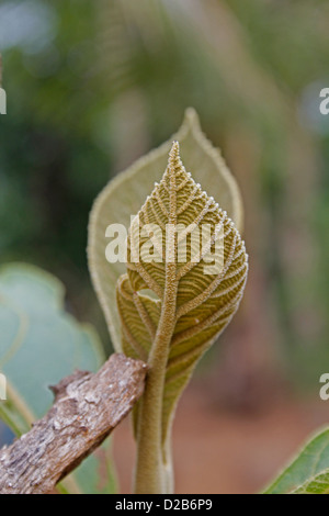 Feuilles de teck, Tectona grandis L. f., Verbenaceae, Jati Banque D'Images