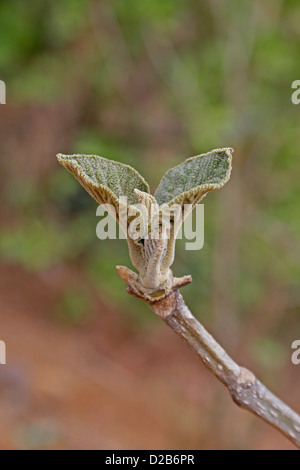 Feuilles de teck, Tectona grandis L. f., Verbenaceae, Jati Banque D'Images