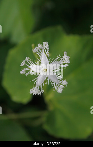 Serpent Trichosanthes cucumerina anguina var. gourd, Trichosanthes anguina, fleur Banque D'Images
