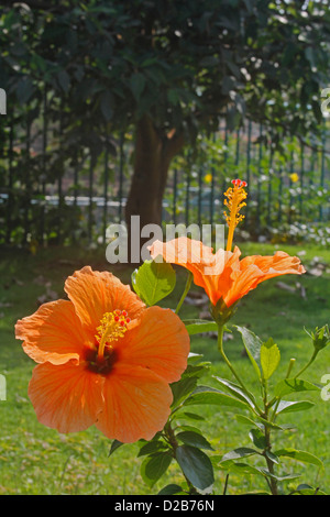 Hibiscus rosa-sinensis, Orange, Rose de Chine hibiscus chinois Banque D'Images