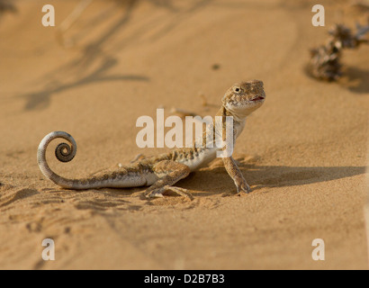 Hibou toad (Phrynocephalus mystaceus) dans les sables de Kalmoukie en soirée. Banque D'Images