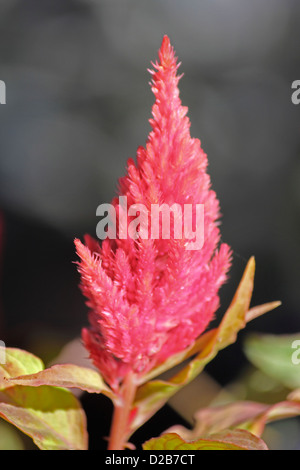 Celosia plumosa, plumes, Cockscomb, Celosia argentea plumosa var. Banque D'Images