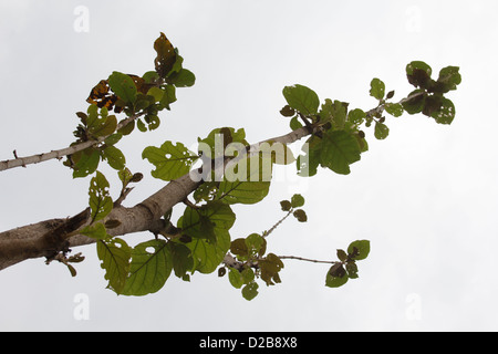 Le teck, Tectona grandis L. f., Verbenaceae, Jati Banque D'Images