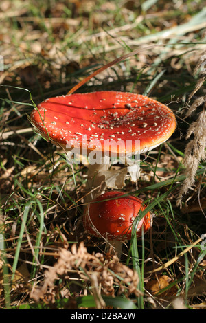 Segeberg, Allemagne, rouge champignons dans Hasenmoor Banque D'Images