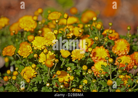 Grappe de fleurs orange et jaune doré et le feuillage de chrysanthème multicolore 'Fantasia' poussant dans un jardin Banque D'Images