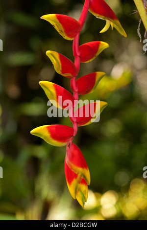 Embout jaune et rouge brillant - fleurs - bractées de Heliconia contre fond vert sombre Banque D'Images