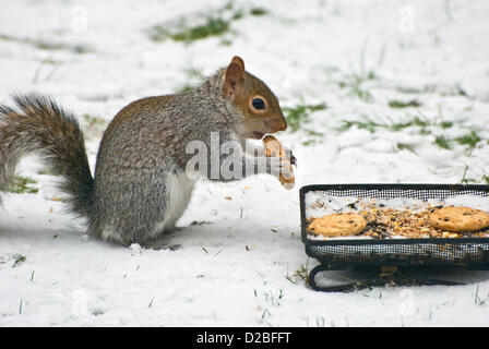 19 janvier 2013. Photographié dans un jardin à Maidstone, Kent, UK au cours de la neige fraîche, un écureuil et affamé tucks en un biscuit aux brisures de chocolat. Banque D'Images