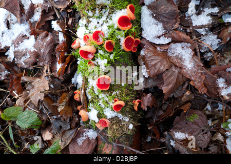 Sarcoscypha coccinea scarlet elf tasse champignons sur un arbre mort avec de la mousse et de la direction générale des feuilles d'un plancher de bois en hiver gel Wales UK KATHY DEWITT DE WITT Banque D'Images