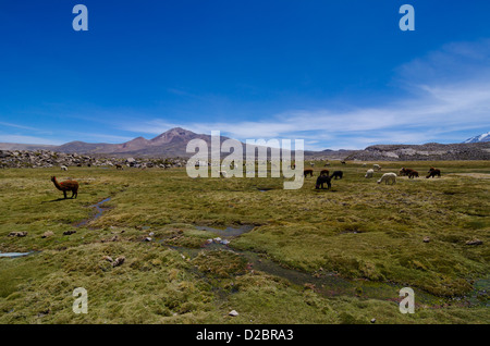 Alpagas au parc de Lauca, Chili Banque D'Images