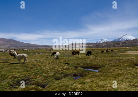 Alpagas au parc de Lauca, Chili Banque D'Images