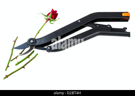 Secateur de jardin et rose isolé sur fond blanc Banque D'Images
