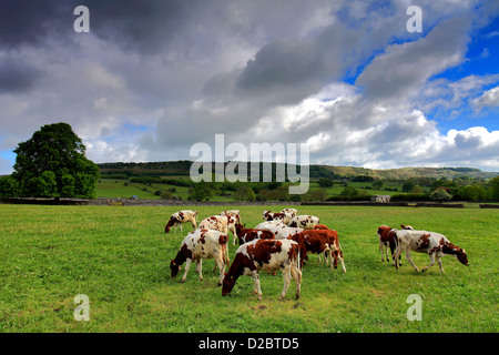 Entendu parler de vaches dans le cadre Longstone Edge, Little Longstone Village, parc national de Peak District, Derbyshire Dales, England, UK Banque D'Images