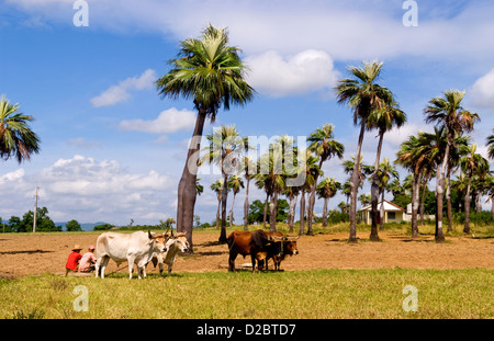 L'agriculture à l'ancienne dans les champs de tabac dans les montagnes de la Sierra del Rosario, à l'aide de boeufs labourer les champs. Cuba Banque D'Images