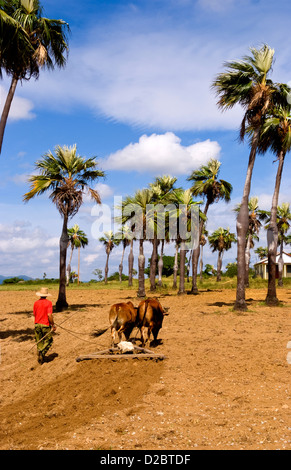 L'agriculture à l'ancienne dans les champs de tabac dans les montagnes de la Sierra del Rosario, à l'aide de boeufs labourer les champs. Cuba Banque D'Images