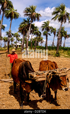 L'agriculture à l'ancienne dans les champs de tabac dans les montagnes de la Sierra del Rosario, à l'aide de boeufs labourer les champs. Cuba Banque D'Images