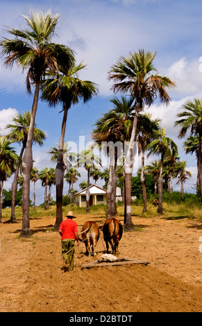 L'agriculture à l'ancienne dans les champs de tabac dans les montagnes de la Sierra del Rosario, à l'aide de boeufs labourer les champs. Cuba Banque D'Images