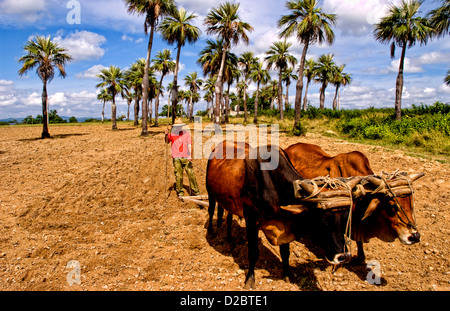 L'agriculture à l'ancienne dans les champs de tabac dans les montagnes de la Sierra del Rosario, à l'aide de boeufs labourer les champs. Cuba Banque D'Images