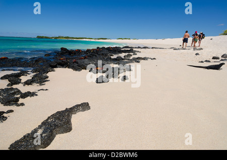 Plage isolée sur North Seymour avec les gens des Îles, Îles Galapagos, Equateur Banque D'Images