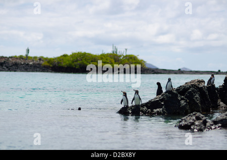 Les manchots des Galapagos et Blue-Footed Boobie près de Puerto Villamil, Isabela, Îles Galápagos Banque D'Images