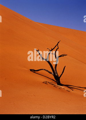 Arbre mort d'éroder une dune de sable dans le désert du Namib, Namibie, Afrique Banque D'Images