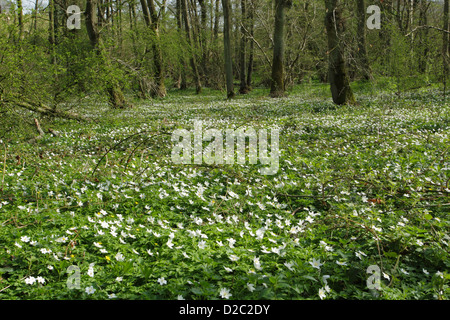 Bois des anémones (Anemone nemorosa) couvrant un plancher de bois au printemps Banque D'Images