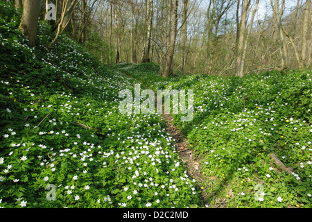 Un sentier mène à travers le bois des anémones (Anemone nemorosa) et un peu moindre celandines (Ranunculus ficaria). Banque D'Images