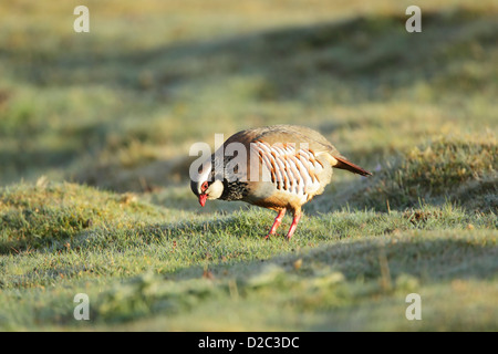 Red-legged partridge (Alectoris rufa) d'hommes qui se nourrissent de prairies couvertes de rosée Banque D'Images