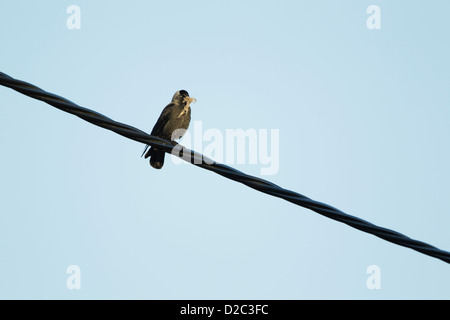 Western jackdaw (Corvus monedula) perché sur un câble électrique avec la laine de mouton le matériel du nid dans son bec Banque D'Images