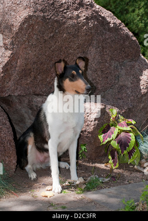 Smooth Collie assis sous boulder Banque D'Images