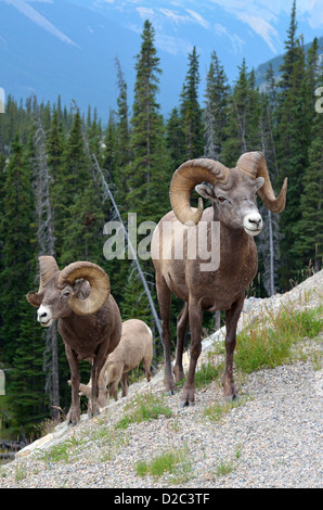 Mouflons dans Canadian Rockies. Banque D'Images