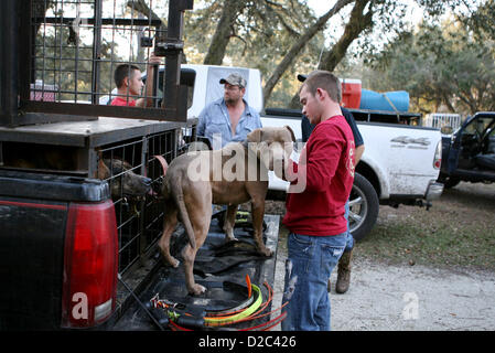 8 janvier 2013 - New Port Richey, Florida, États-Unis - Hog hunter RICKEY KYLER, 20 ans, de Dade City, les lieux d'un collier GPS sur son poisson chien Lobo le mardi avant de participer à la chasse au porc sauvage Réserve de Starkey dans Comté de Pasco. Kyler utilisé un GPS de poche, qui ressemble à un talkie-walkie, pour suivre ses chiens pendant la chasse. (Crédit Image : © Douglas R. Clifford/Tampa Bay Times/zReportage ZUMAPRESS.com) / Banque D'Images