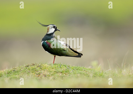 Le nord de sociable (Vanellus vanellus) montrant les couleurs irisées en étant debout sur une jambe tout en se reposant dans un pré herbeux Banque D'Images