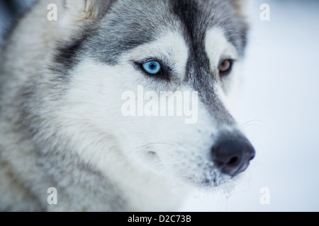 Chien Husky Sibérien closeup portrait Banque D'Images