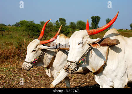 Deux taureaux blancs Fermer jusqu'à Salunkwadi Ambajogai à Maharashtra, Inde Banque D'Images