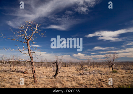 Arbres morts après un incendie dans le Parc National de Mesa Verde dans le Colorado, États-Unis d'Amérique, USA Banque D'Images