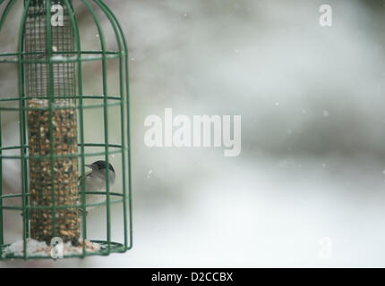 À l'ouest de Londres, Royaume-Uni. 20/1/13. Un mâle Blackcap sur l'écrou d'alimentation, vu dans ce jardin de Londres en hiver pour le première fois en 25 ans. Banque D'Images