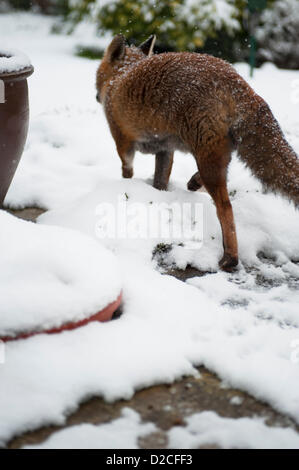 Londres, Royaume-Uni. Dimanche 20 juillet 2013. Red Fox mendier de la nourriture dans une banlieue de Londres Jardin lors de fortes chutes de neige. Alamy Live News Banque D'Images