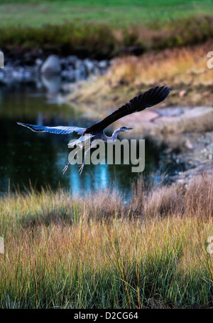 Grand Héron en vol, Burnt Cove, Deer Island, Maine, USA Banque D'Images