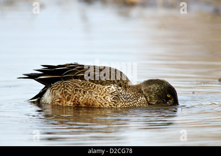 Le Canard souchet (Anas clypeata), mâle en plumage d'éclipse. Bosque del Apache National Wildlife Refuge, comté de Socorro, N.M. Banque D'Images