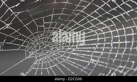 Spider web givrée Banque D'Images