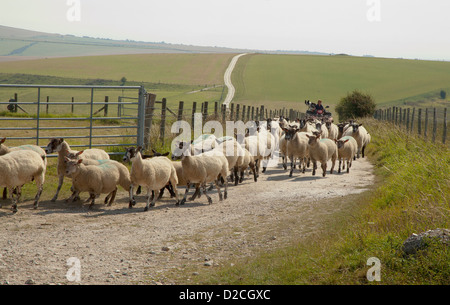 Les moutons sont parqués le long de la route avec quad et chien dans le parc national des South Downs Banque D'Images